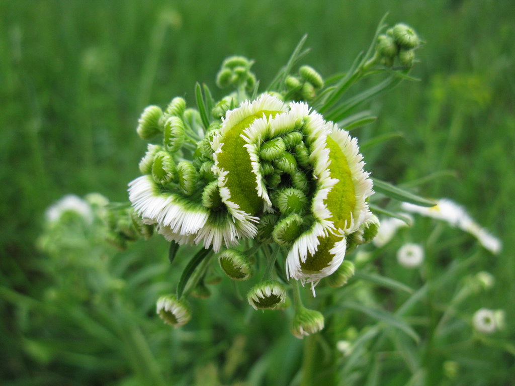 Image of Erigeron strigosus specimen.