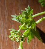 Alchemilla subcrenata