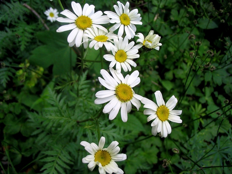 Изображение особи Pyrethrum corymbosum.