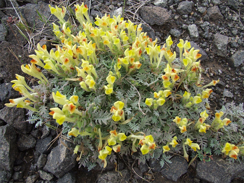 Изображение особи Scutellaria grossheimiana.