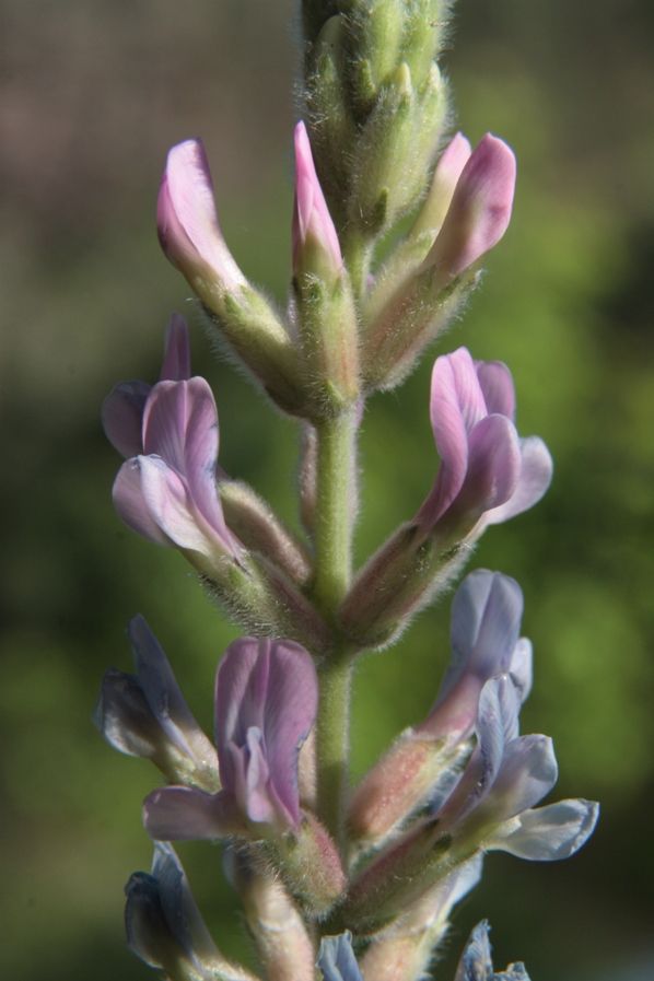 Image of Oxytropis spicata specimen.