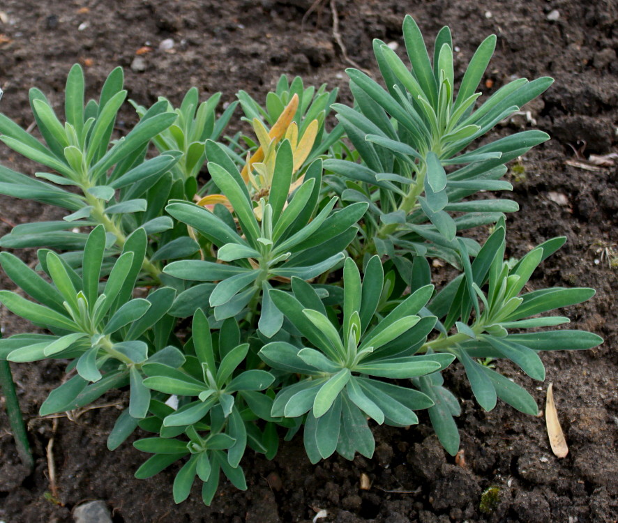 Изображение особи Euphorbia characias.