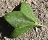 Image of taxon representative. Author is Сергей Одинец