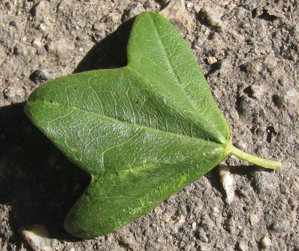 Image of Acer ibericum specimen.