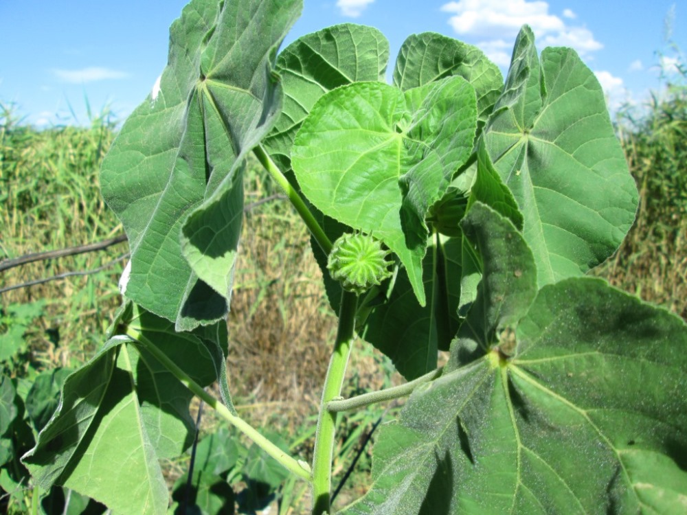 Изображение особи Abutilon theophrasti.