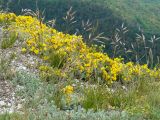Genista albida