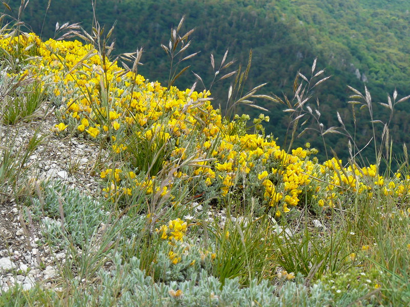 Image of Genista albida specimen.