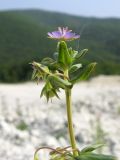 Anagallis foemina. Верхушка побега с цветком и плодами. Краснодарский край, Абинский р-н, окр. ст. Шапсугская, известняковый карьер. 18.08.2013.