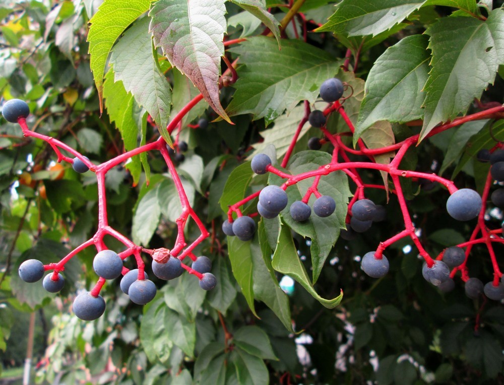 Изображение особи Parthenocissus quinquefolia.