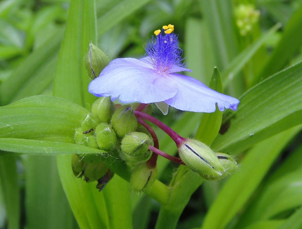 Изображение особи Tradescantia virginiana.