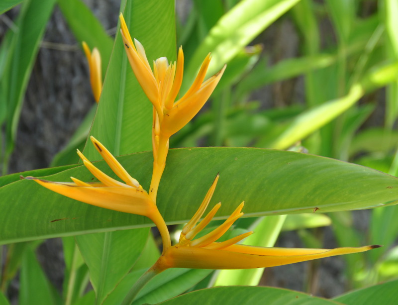 Изображение особи Heliconia angusta.