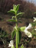 Image of taxon representative. Author is Татьяна Винокурова