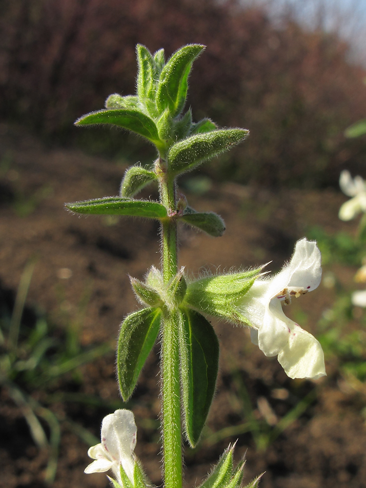 Image of Stachys annua specimen.