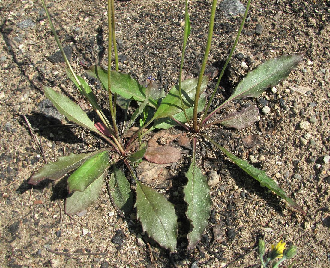 Image of Hieracium vulgatum specimen.