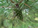Pinus sylvestris. Незрелая шишка. Беларусь, Гродненская обл., Новогрудский р-н, карьер Рутковское. 12.08.2012.