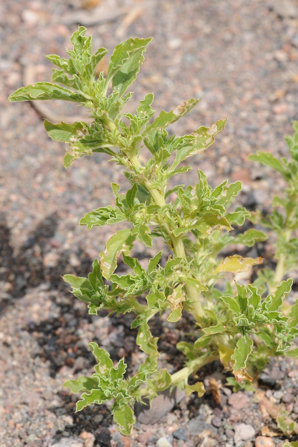 Изображение особи Amaranthus albus.