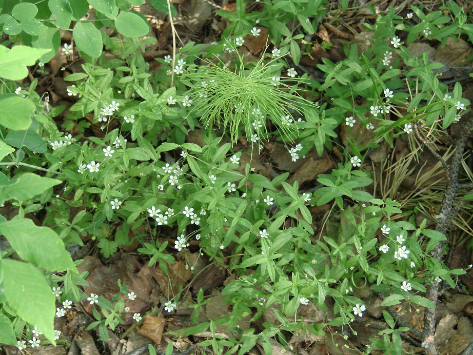 Image of Moehringia lateriflora specimen.