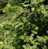 Rhodotypos scandens. Верхняя часть плодоносящего растения. Германия, г. Дюссельдорф, Ботанический сад университета. 14.08.2013.