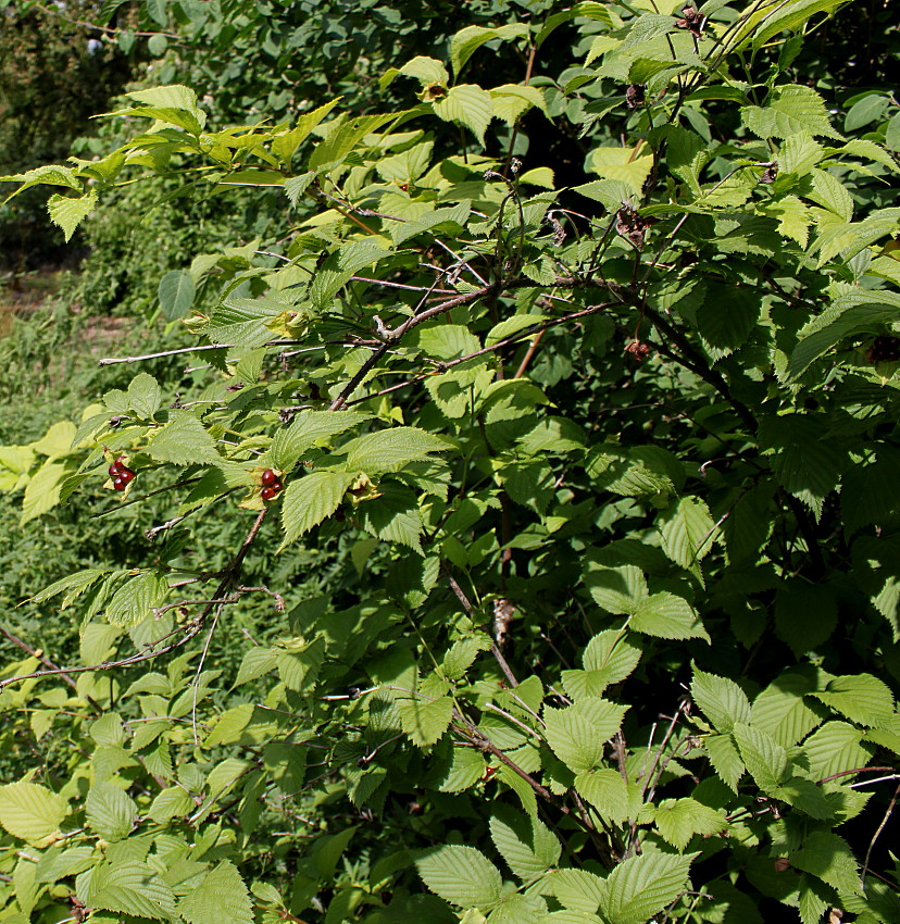 Изображение особи Rhodotypos scandens.