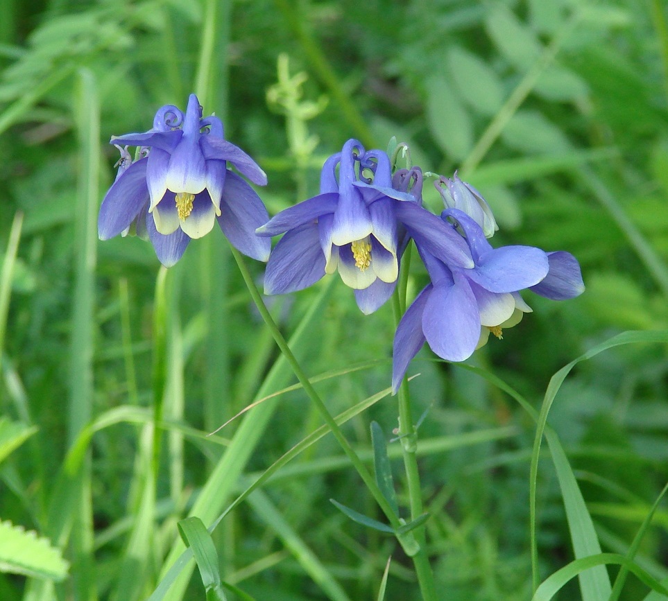 Изображение особи Aquilegia sibirica.