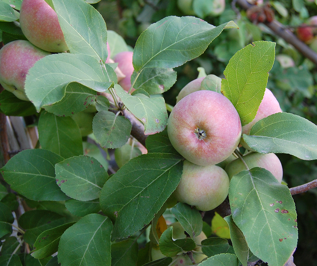 Изображение особи Malus domestica.