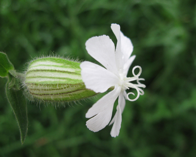 Image of Melandrium album specimen.