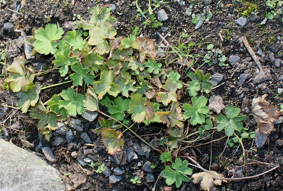 Изображение особи Alchemilla decumbens.