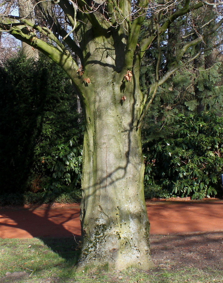 Image of Fagus sylvatica specimen.