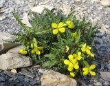 Erysimum callicarpum