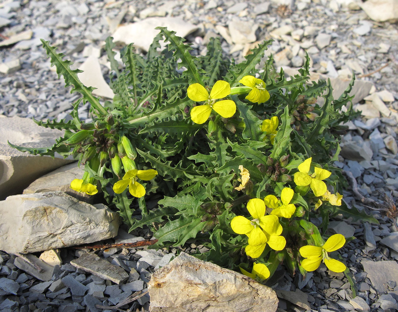 Image of Erysimum callicarpum specimen.