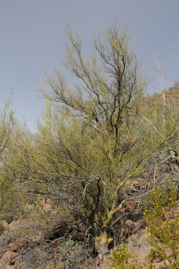 Image of Parkinsonia florida specimen.