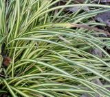 Carex hachijoensis