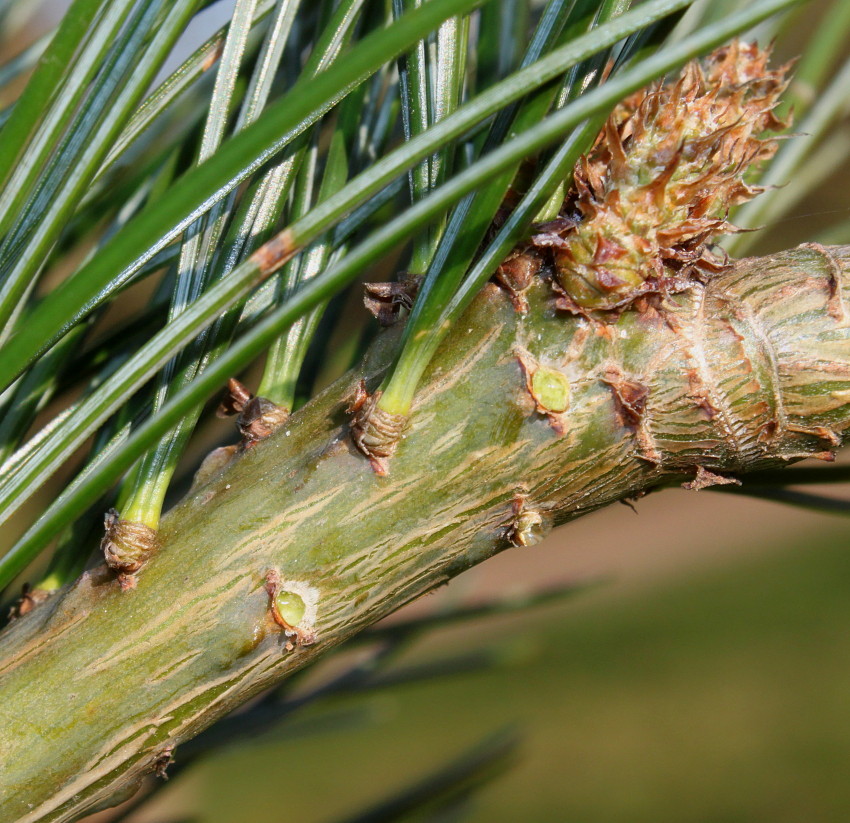 Изображение особи Pinus armandii.