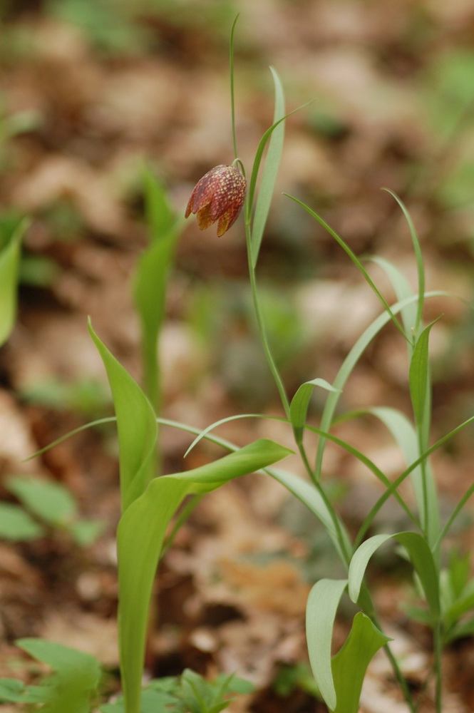 Image of Fritillaria montana specimen.