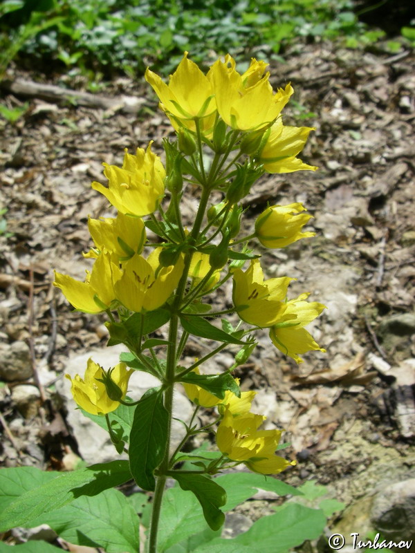 Image of Lysimachia verticillaris specimen.