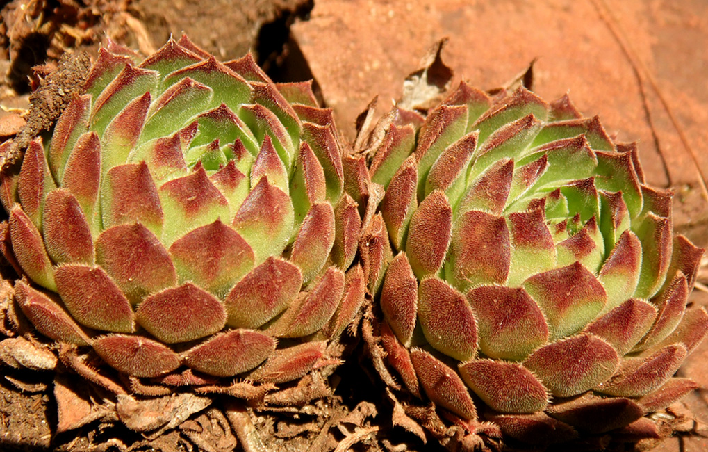 Image of Sempervivum ruthenicum specimen.