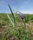 Fritillaria caucasica