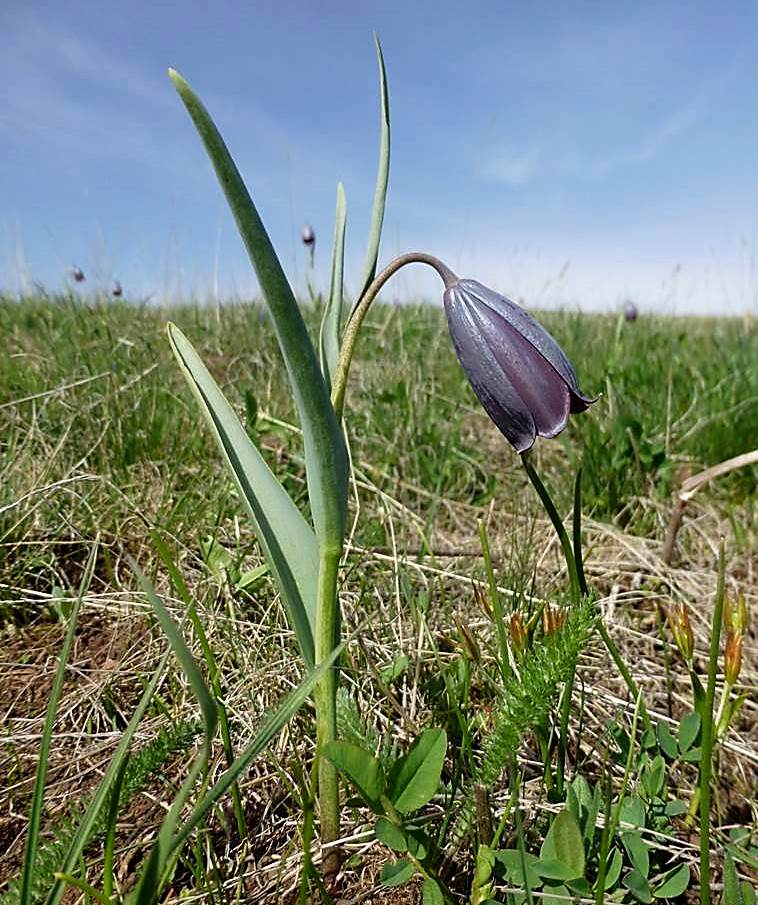 Image of Fritillaria caucasica specimen.