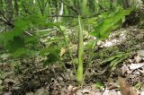 Arum elongatum. Зацветающее растение. Краснодарский край, Новороссийский р-н, гора Рябкова, широколиственный лес. 04.05.2014.