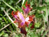 Iris stolonifera