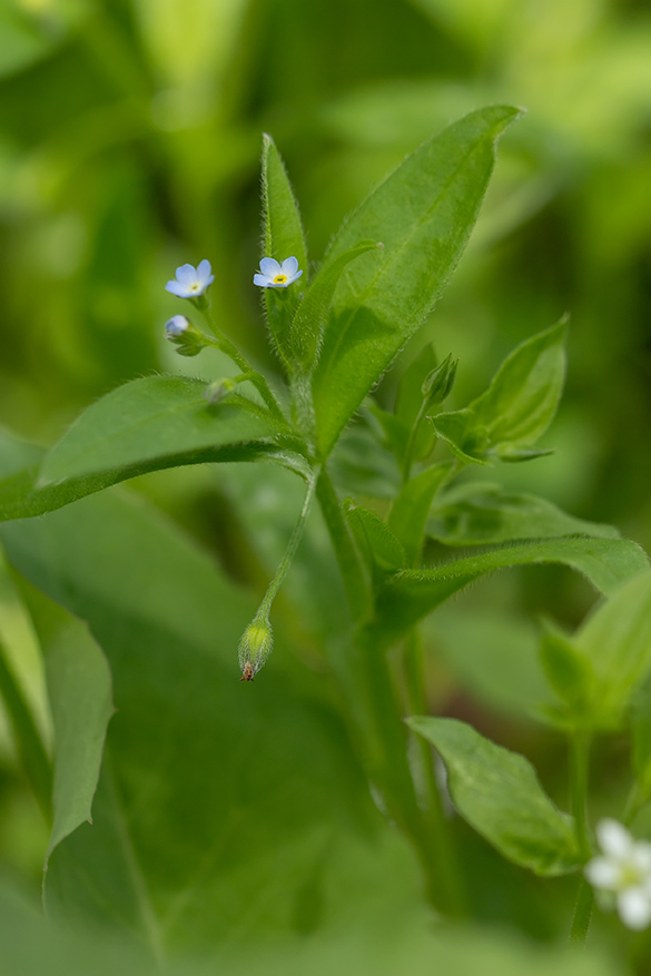Image of Myosotis sparsiflora specimen.