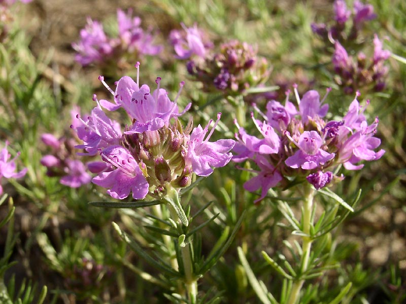 Изображение особи Thymus pallasianus.