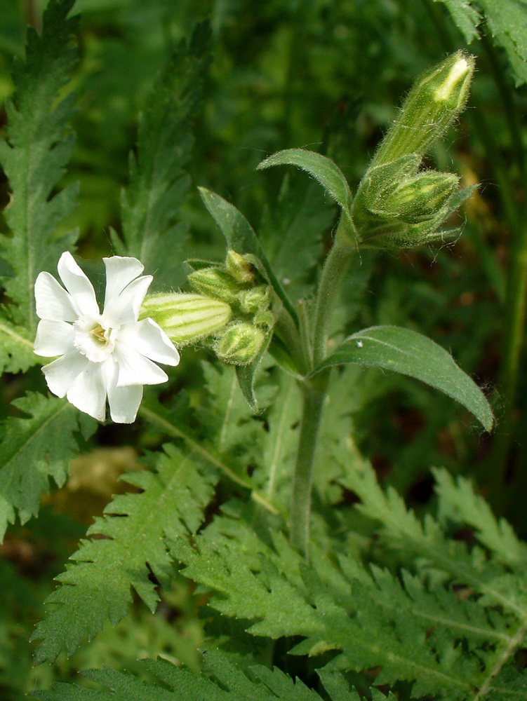 Image of Melandrium album specimen.