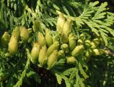 Thuja occidentalis