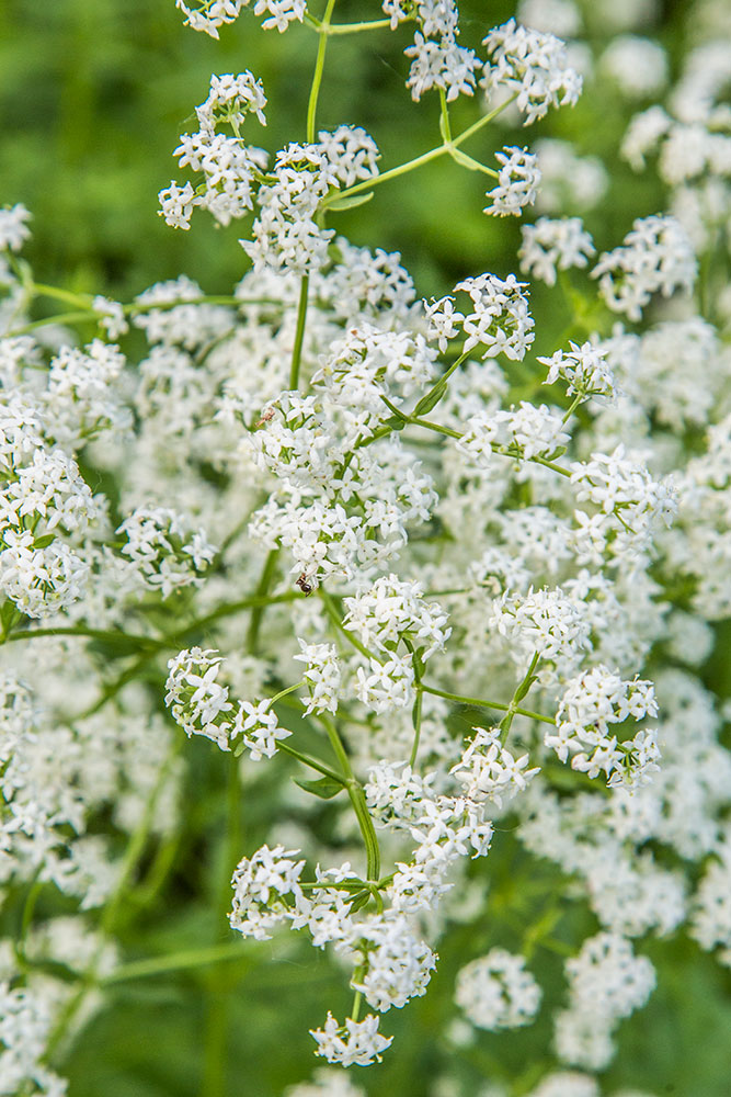 Image of Galium boreale specimen.