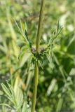 Valeriana officinalis