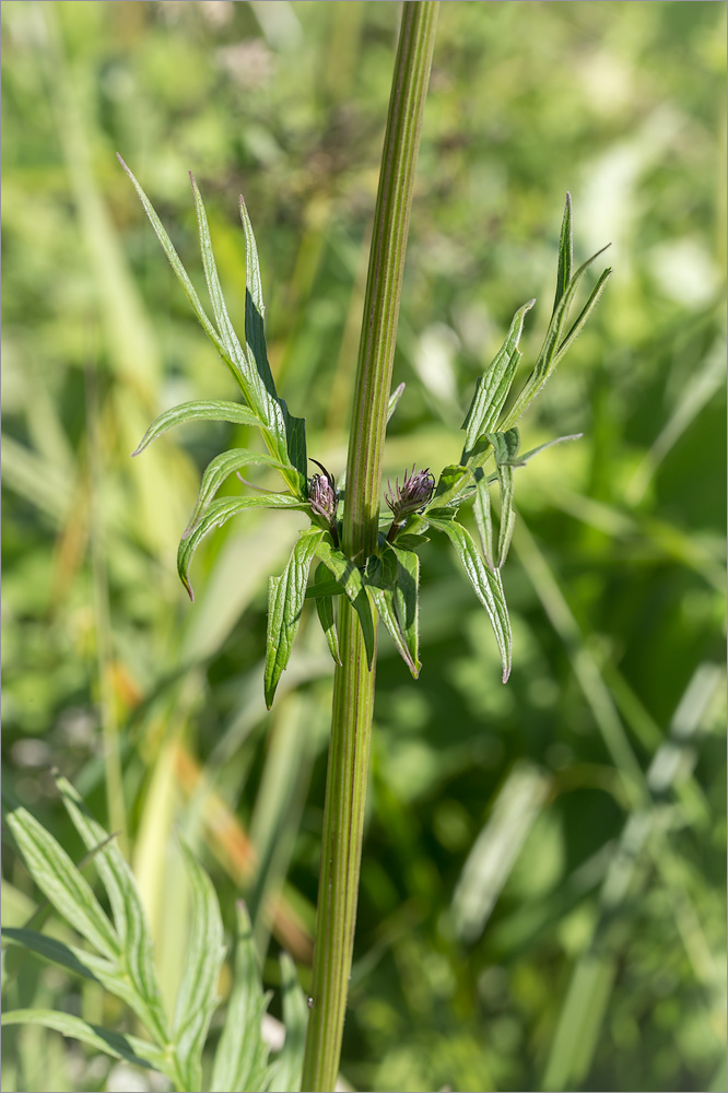 Изображение особи Valeriana officinalis.