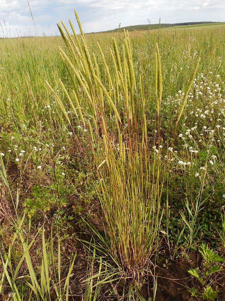 Image of Phleum phleoides specimen.