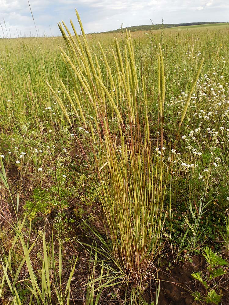 Изображение особи Phleum phleoides.