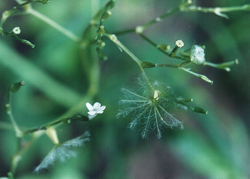 Изображение особи Valeriana officinalis.